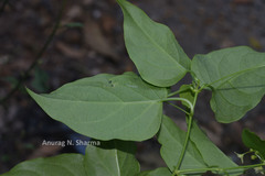 Tylophora pauciflora